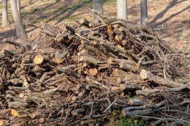 Kesilmiş ağaç dalları ormanda yığın halinde istiflenir. Kavram: Orman temizliği, kış için yakacak odun toplama, ısınma mevsiminin başlangıcı.