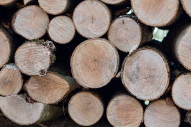 Yakacak odun yığınları istiflenmiş. Kavram: Kışın yakacak odun toplamak, ısınma mevsiminin başlangıcı, çevre dostu yakıt..