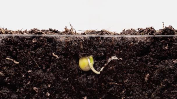 Timelapse Green Shoots Plant Grow Pea Grain Underground Roots New — Stock Video