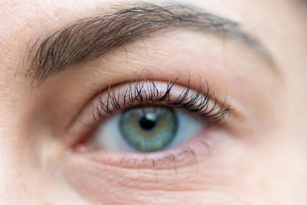 Female eyebrow and eyelashes, eye with contact lens, close-up, selective focus.