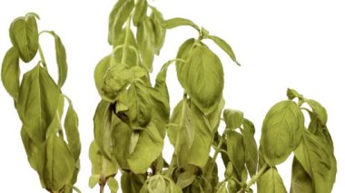 Timelapse, green and dried basil leaves bloom and come to life, a withered plant comes to life on a white background, isolate.