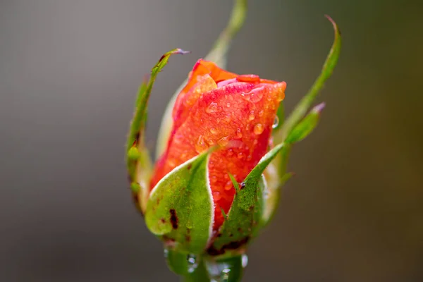 A bud of an unopened rose with drops of water on the petals on a blurry background, close-up, side view.