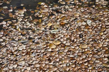 fallen autumn yellow leaves lie on the water, backgrounds and texture.