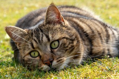 Gray cat lying on the grass, close-up. A March cat in the garden.