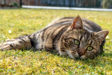 The striped cat is resting lying on the grass, looking at the camera.