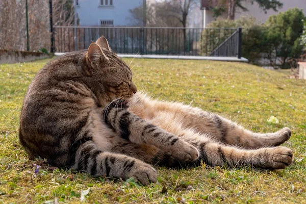 Eine Gestreifte Katze Liegt Gras Und Leckt Ihr Fell — Stockfoto