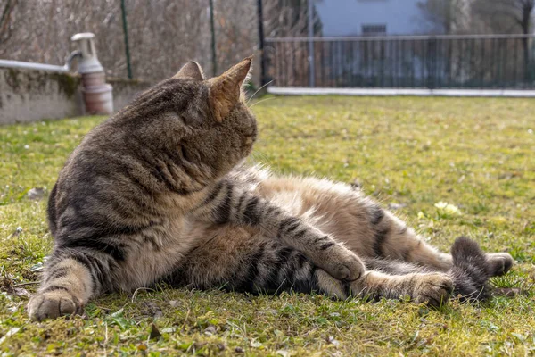 A striped cat lies on the green grass in the yard of the house and looks away.