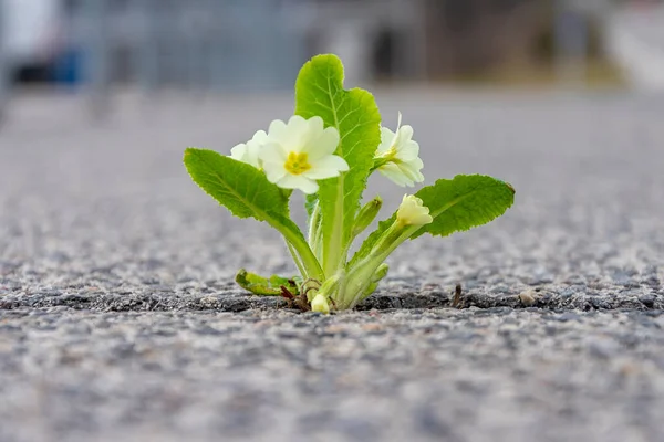 white flowers sprout through a crack in the asphalt on a blurry urban background .
