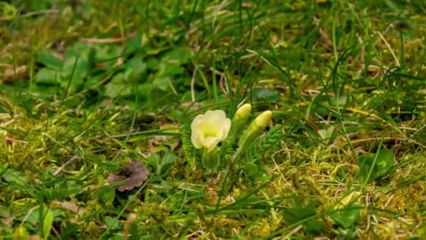 Időkörök Fehér Virágok Csíráznak Között Hangyák Bogarak Másznak Természetes Környezet — Stock videók