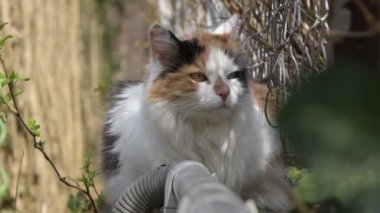 Metal örgüden yapılmış bir çitte üç renkli bir kedi sokakta bir şeyi yakından izliyor.