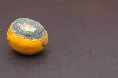 Koyu dokuda kabuğu olan limon, metin, kopya alanı, bozulmuş ve çürümüş ürünler için bir yer..