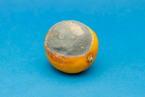 Grünschimmel Auf Einer Alten Zitrone Geschrumpfte Schale Verdorbenes Produkt Auf — Stockfoto