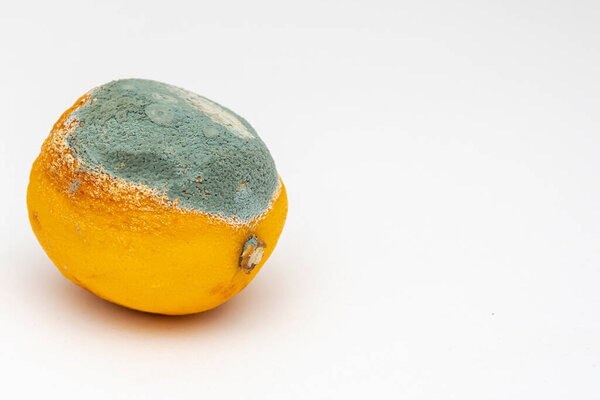 Lemon with mold on a white background, place for your text.  Spoiled and expired fruits.