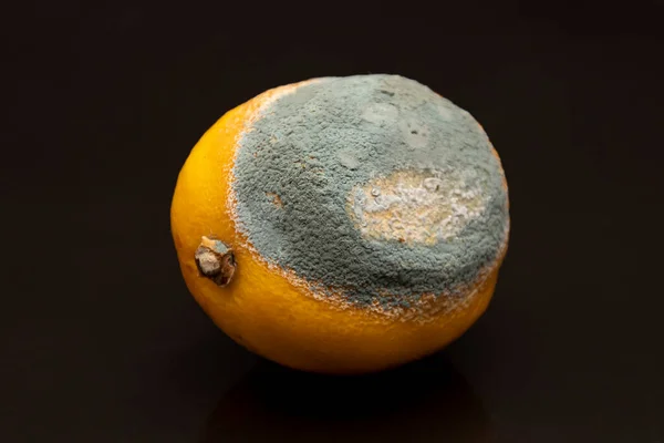 Grünschimmel Auf Der Gelben Schale Einer Zitrone Verdorbenes Essen — Stockfoto