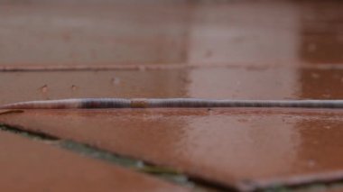 Yağmurdan sonra ıslak kiremitlerde sürünen kırmızı solucan, hızlandırılmış atış, balçık, yakın çekim.