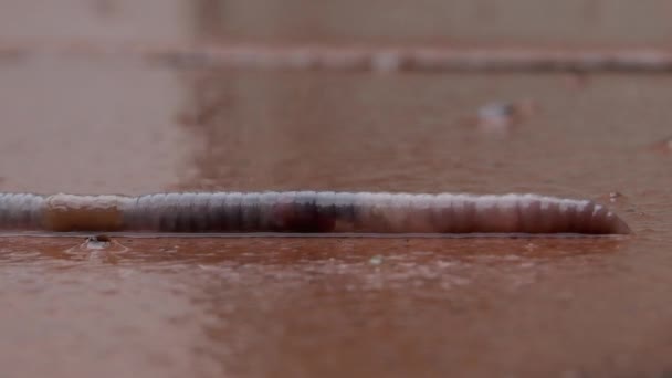 红色的蠕虫在潮湿的瓷砖上缓慢地爬行 留下黏稠的黏液 — 图库视频影像