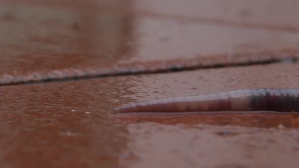 Een Rode Worm Kruipt Een Natte Tegel Een Regenbui Close — Stockvideo