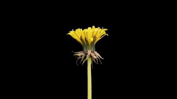 Żółty Kwiat Mniszka Lekarskiego Kwitnie Czarnym Tle Otwiera Się Pączek — Wideo stockowe