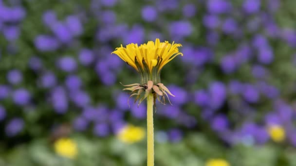 Żółty Kwiat Mniszka Lekarskiego Rośnie Rozwija Się Rozmytym Tle Natury — Wideo stockowe