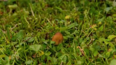 Entoloma mantarının zamanı, büyümesi, olgunlaşması ve kuruması, tüm yaşam döngüsü, çimen arka planında pembe bir tabak..