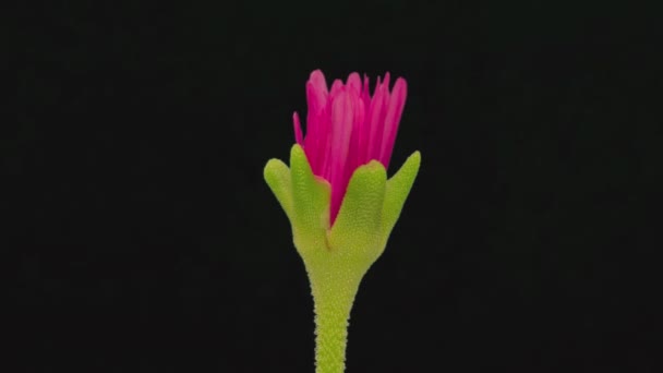 Zeitraffer Rote Lampranthus Blume Prominent Blühend Und Blühend Auf Schwarzem — Stockvideo