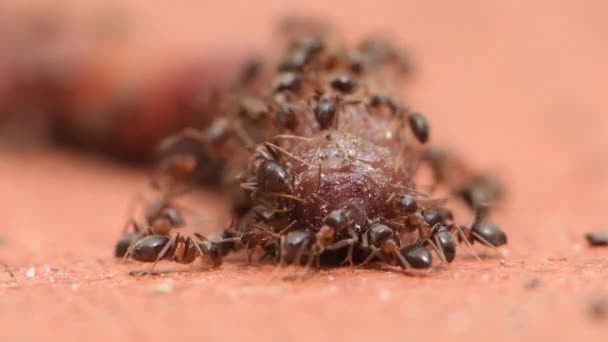 Myror Äter Liket Ringad Daggmask Närbild Selektivt Fokus — Stockvideo