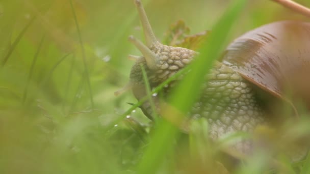 Ślimak Deszczu Czołgający Się Przez Trawę Muszlą Plecach Krople Rosy — Wideo stockowe