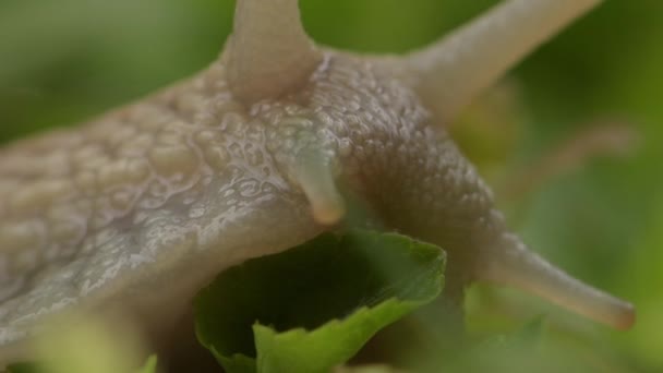 Ślimak Czołgający Się Trawie Zbliżenie Rogi Ślimaków — Wideo stockowe