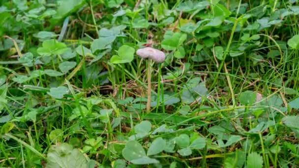 Timelapse Poisonous Mushroom Grows Grass Withers Mycena Yellowcaimenia Psilocybin Mushroom — Stock Video