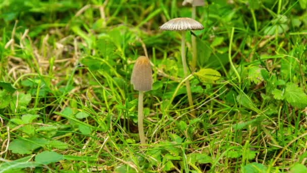 Timelapse Poison Grebe Mushrooms Grow Grass Wither Mycena Yellowcaimenia Psilocybin — Stock Video