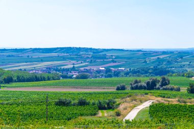 Güzel yaz kırsalları, bağlar ve tarlalar, köy yolu, Avusturya