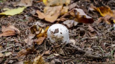 4K Time Lapse, Meadow Champignon ya da sıradan bir şampiyon sonbaharda ormanda yerden büyük bir mantara dönüşür. Sağlıklı yiyecekler. Yenilebilir mantarlar yetişiyor..