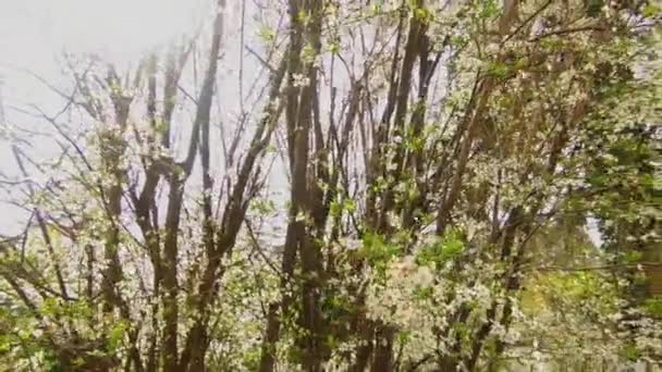 Bílé Okvětní Lístky Padající Třešně Jarní Květy — Stock video