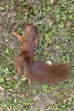 Yalancı ölü sincap, yürek burkan bir manzara, açlığın etkileri, hastalıklar, vahşi yaşam üzerindeki soğuk..