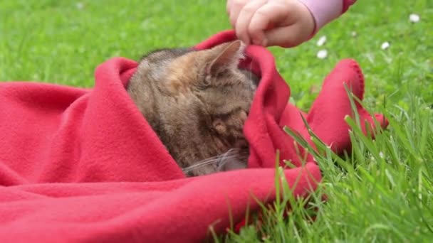 女の子は緑の草の上に柔らかい赤い毛布でタビー猫を包みます — ストック動画