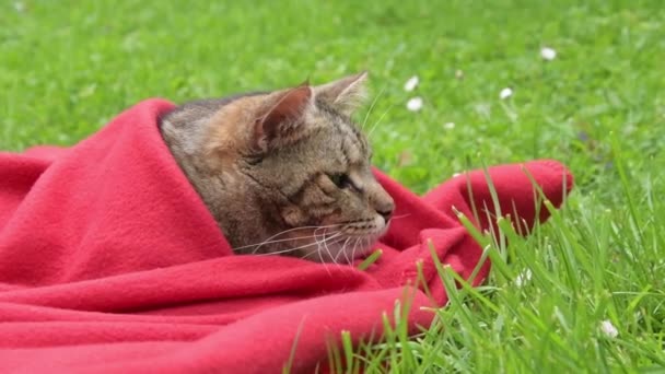 公園の緑の草の上の柔らかい赤い毛布の下でナッピング平和なタビーの猫 晴れた日 — ストック動画