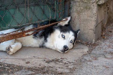 Paslı bir kapının altında başı yerde yatan Sibiryalı bir Husky.. 