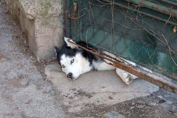 Bir kapının altında yatan Husky Dog