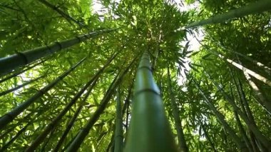 Güneş ışığının yeşillikleri kırdığı bir bambu ormanı. Kamera aşağıdan yukarıya hareket ediyor.