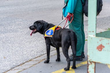 Parlak yelekli bir rehber köpek kaldırımda duran ve caddeyi güvenle geçmesine yardım etmeye hazır görme engelli bir insana yardım ediyor. Kara Labrador koşumlu, şehir ortamında engelli insanlara özen ve destek gösteriyor