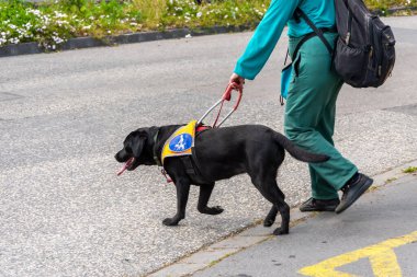 Bir rehber köpek bir adamı şehir caddesinde yönlendirir. Siyah bir labrador, pelerin ve özel bir koşum takımı ile görme engelli birine yardım eder.
