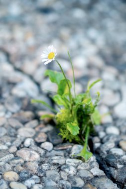Asfalttaki bir çatlakta parlak bir papatya kırılgan güzelliğin ve ilhamın simgesidir.