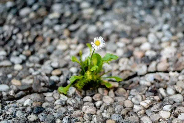Gri taşların arasındaki narin çiçek en zor koşullarda bile açabilen umudu, dayanıklılığı ve güzelliği simgeler.