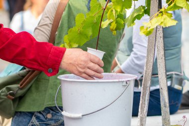 Bir el plastik bardağı çeşmenin yanındaki musluktan taze sıkılmış şarapla doldurur.