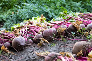 Çiftçi yatağında pancar kazdım. Yüksek kalite fotoğraf