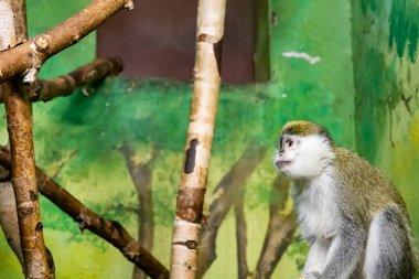 Şirin maymun çiftlikte kafeste oturuyor. Yüksek kalite fotoğraf