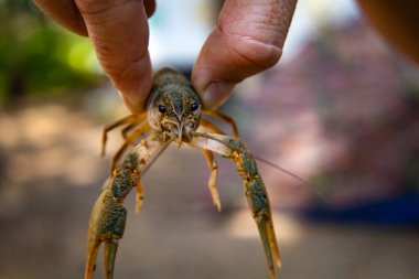 lots of tiger prawn in a pot for sale HD. High quality photo