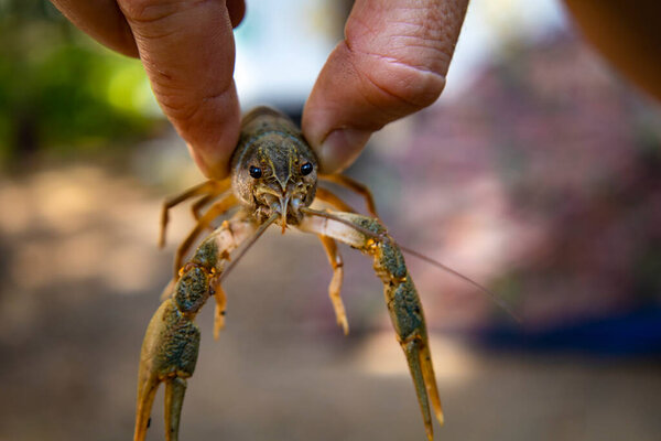lots of tiger prawn in a pot for sale HD. High quality photo