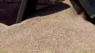 The machine pours pea seeds for cleaning. High quality photo