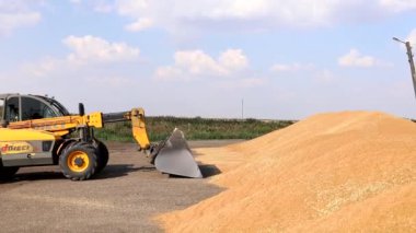 Yükleme kovası tahılı yüklüyor. Yiyecek fabrikasındaki depoda bir yığın tahıl mısırı. Kazakistan. SKO. Birlikte. Chervonnoe 25.08.2022 Yüksek kalite fotoğraf